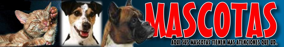 portal de perros y gatos